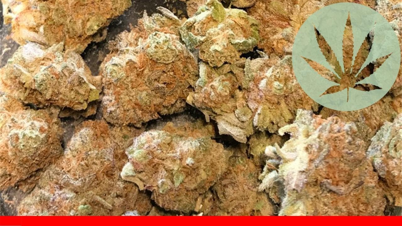 Purple Cheddar - All About This Strain