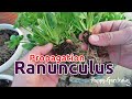 Growing Ranunculus – Propagation & Transplanting Of Persian Buttercups