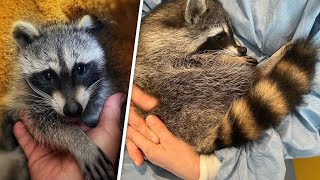 Baby raccoon faced grim future. So naturally, a vet did this.