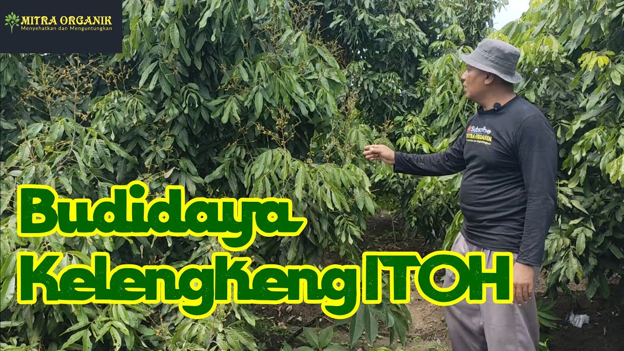 Peluang Usaha Budidaya Tanaman Kelengkeng Itoh. Kelengkeng Unggulan di Indonesia.