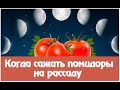 Самый точный лунный календарь посева томатов 2021! Когда сеять томаты по лунному календарю в 2021?