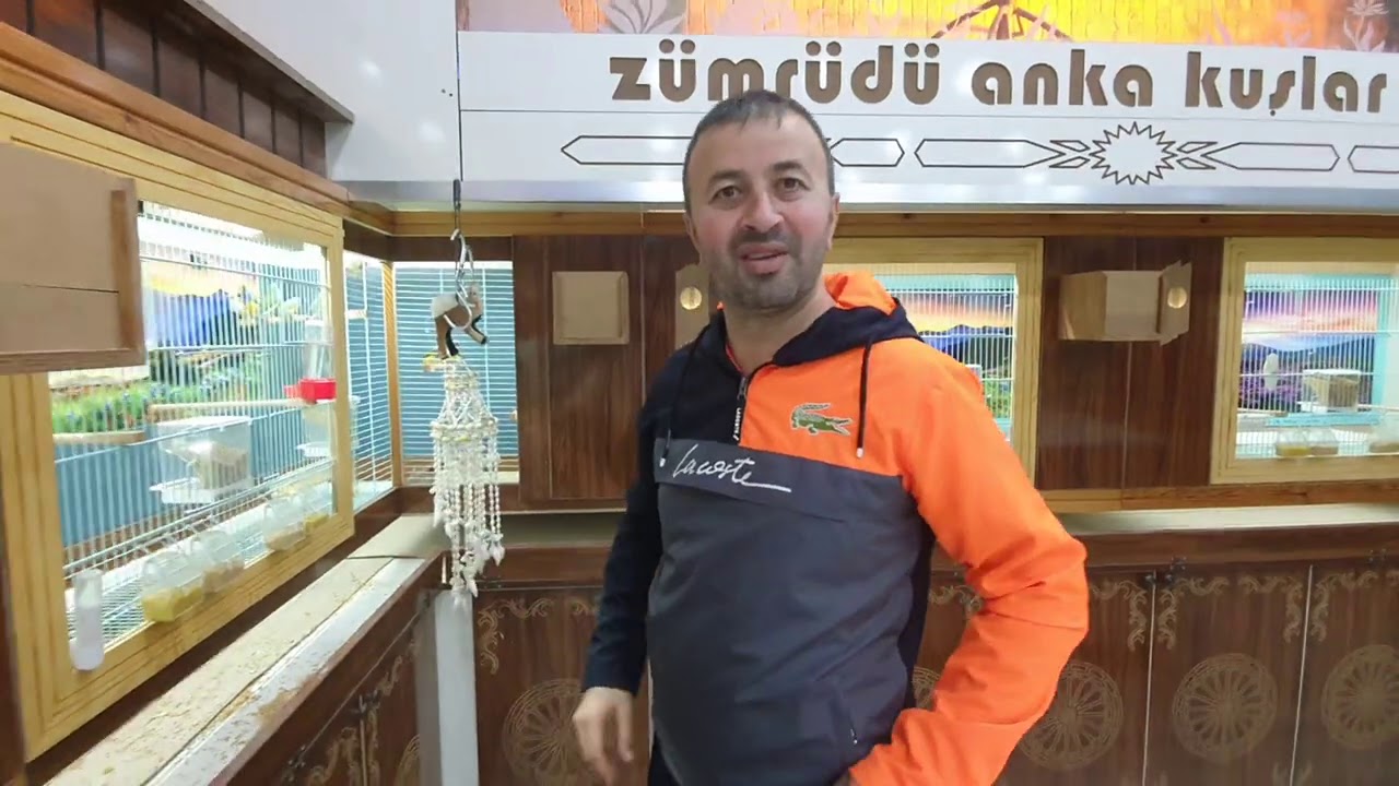 RÜYA GİBİ MEKANDA TEK TEK ÖZENLE YAPILMIŞ SALMALARDA GOLDEN FİNÇ  BENGAL BAYKUŞ FORPUS VS  ÜRETİMİ