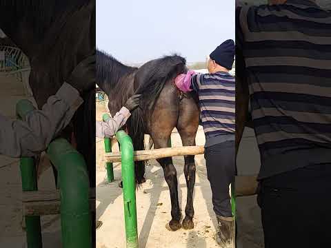 Taking something bad from this horse to help him Ep4