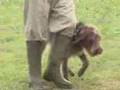 Dog Training Dog Training