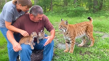 A Family Saves Crying Bobcat Kittens – Just Watch How Mama Bobcat Thanks Them!