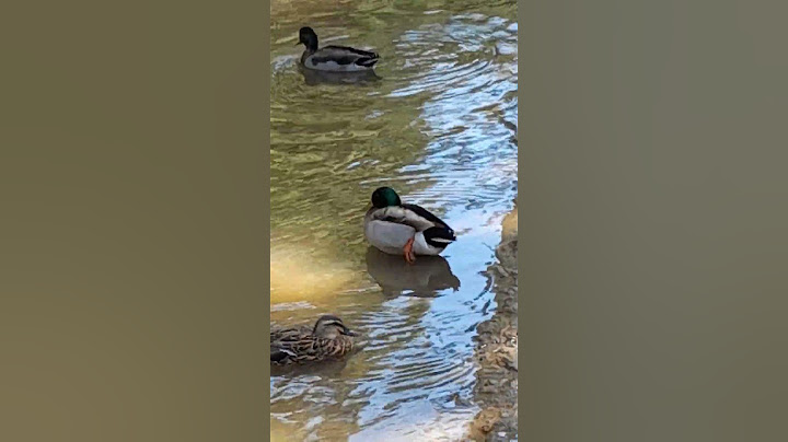 The Duck Could Just Be Scratching Itself