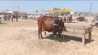 cow Mandi sheikhupura 2024 | cow Mandi sheikhupura 2021 | cow Mandi sheikhupura latest update