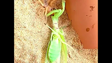 Nature's Nightmare: Praying Mantis vs. SPEED Demon Camel Spider! (Who Wins?) ⚔️🔥