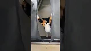 Funny Cats 😂 Episode 214 #Shorts