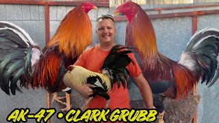 Clark Grubb Farm - Watering And Feeding Time Shape Chicken Coop Indoor Outdoor Breeding Pens