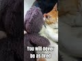 Always Sleepy Kid 😴❤😸#trending #cat#shorts#viral#ytshorts#trendingshorts#viralshorts#fyp#subscribe