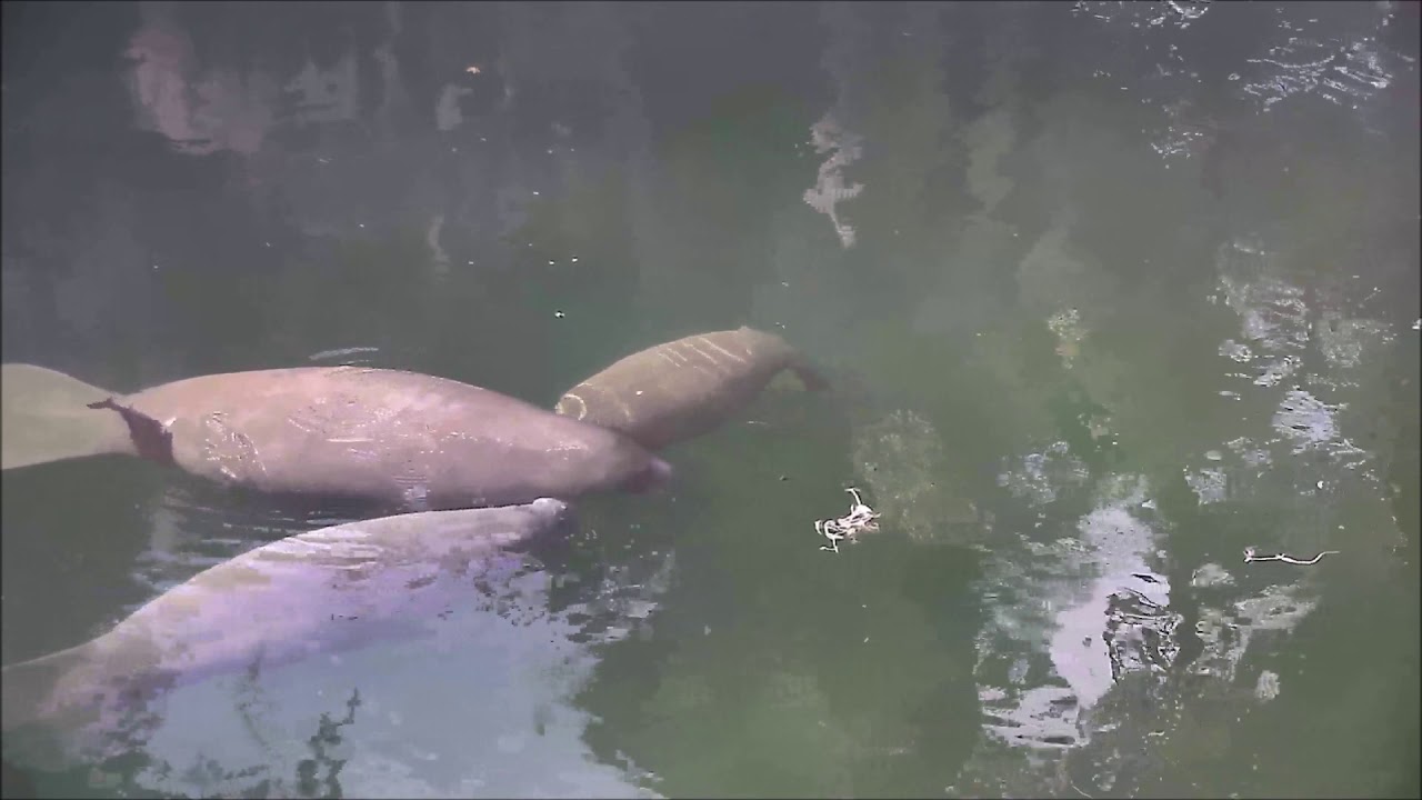 A mother manatee nurses two calves
