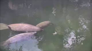 A mother manatee nurses two calves