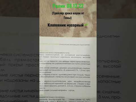 клоповник мусорный урок