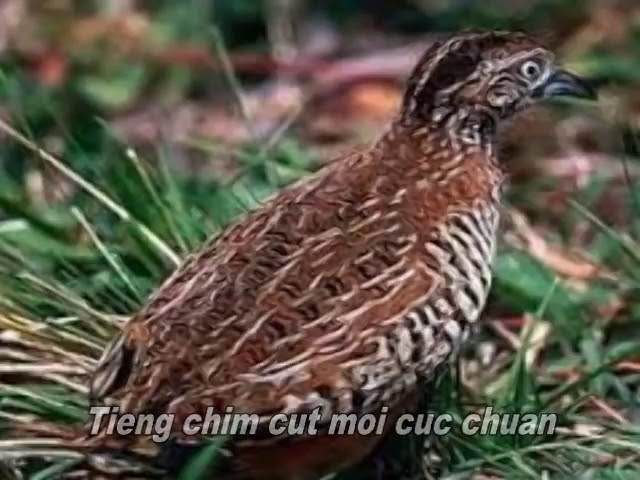 Tiếng chim cút kêu class=