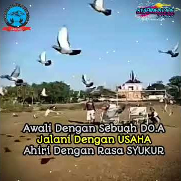 Blackpink how you like that (story wa kata kata bijak) ||burung merpati pos rasing/pigeon