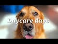 Daycare days with Finn!  September 21, 2025