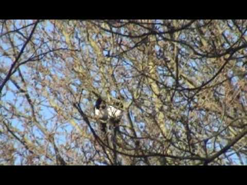 BRITISH WILDLIFE, BIRDS, MAGPIE, MAGPIES. 