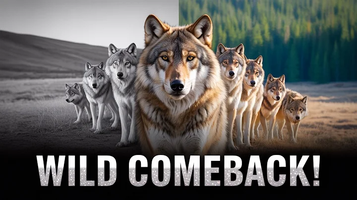 Apex Predators Comeback Journey