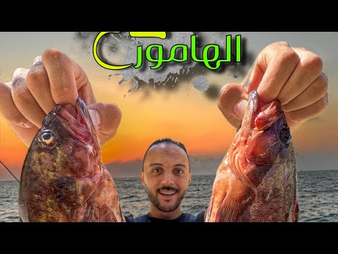 رحلة صيد من داخل قاع الهامور كيف اصطاد هامور طريقة الصيد والطعم المستخدم