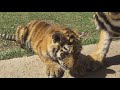 Тигрята Фриды. Тайган | Cubs tigress Frida. Taigan