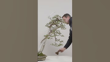 Three Stages of Bonsai Development #shorts