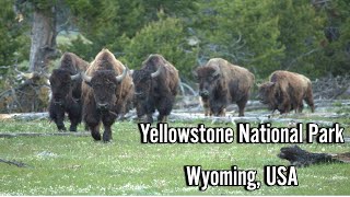 Yellowstone National Park Opening Day 2024 highlights | Firehole River | Bisons| Coyote or Wolf pup?