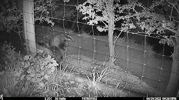 New Forest Explorers Guide - Badger cubs in the days after first emergence above ground (stage 1)