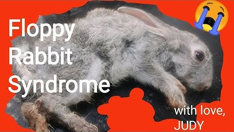 How to save a dying baby bunny/ floppy rabbit syndrome/ bunnies world
