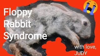 How to save a dying baby bunny/ floppy rabbit syndrome/ bunnies world