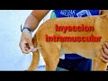 Aprendiendo - Como aplicar una inyeccion intramuscular #vetlife #veterinary