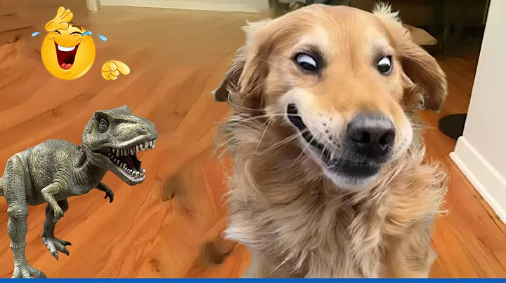 Try Not to Laugh! Hilarious Dogs & The Funniest Dog and Cat Videos of the Year 😂🐕