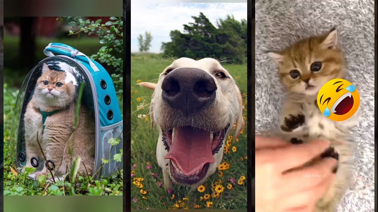 Funniest Cat 😅 #cat 🐕 #worldofanimals Ep 1722