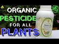 Best natural organic pesticide for plants  neem oil insecticide  pest control for garden plant