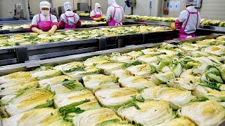Amazing kimchi mass production process! kimchi factory in Korea / Korean food