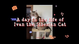 A day in the life of Ivan the Russian Siberian Cat