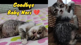 Goodbye Baby Nori, you will always be missed@lilyivo by Lily Ivo 29,868 views 3 weeks ago 15 minutes