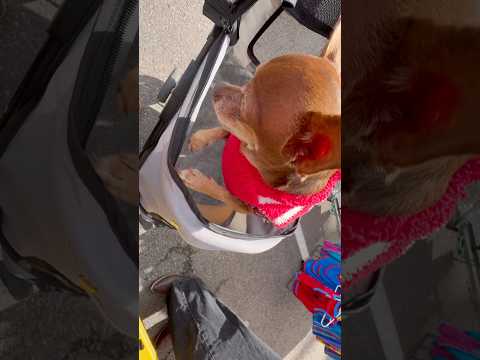 What Did We Stumble Upon Here Chikisgang Music Funny Chihuahuafanclub Chihuahua Cute