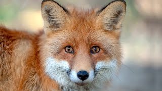 Foxes as Pets: Pros & Cons