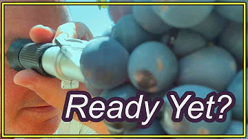 When to Harvest Red Wine Grapes: How to Measure Brix
