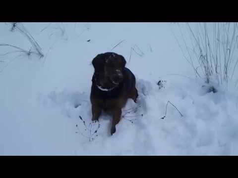 Video: Galce Springer Spaniel