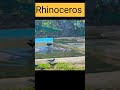 Underwater Rhinoceros #shorts