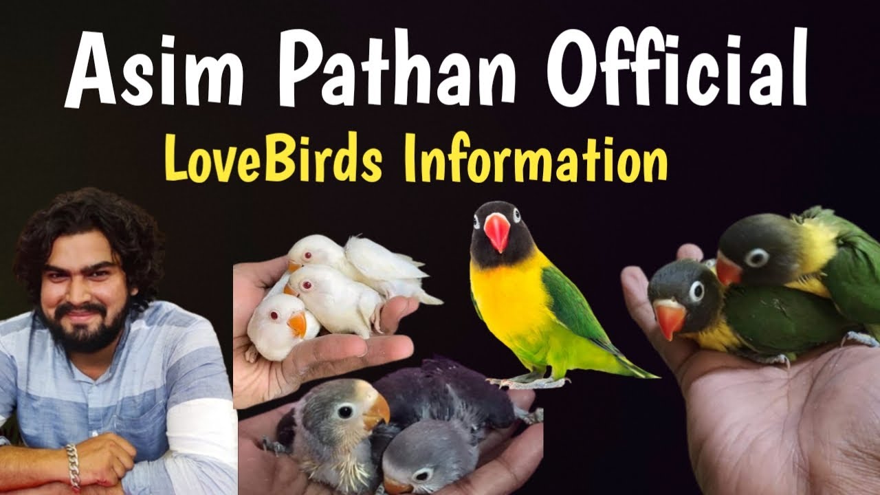 Asim Pathan Official Lovebirds Budgies parrots