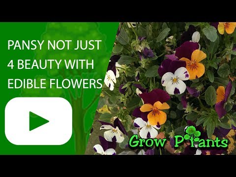 Pansy plant - growing Not just for beauty with edible flowers & leaves