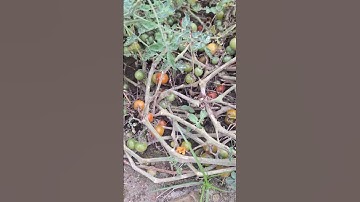 Panen Tomat Cherry Diantara Semak-Semak #shorts #sorotan #panentomat #tomatcherry #fyp