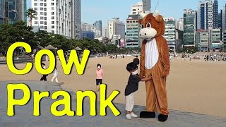 Cow Prank" Not there, kid " in South Korea