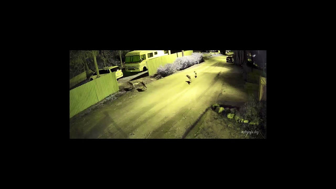 A Pack of Coyotes Hunting at night. YouTube
