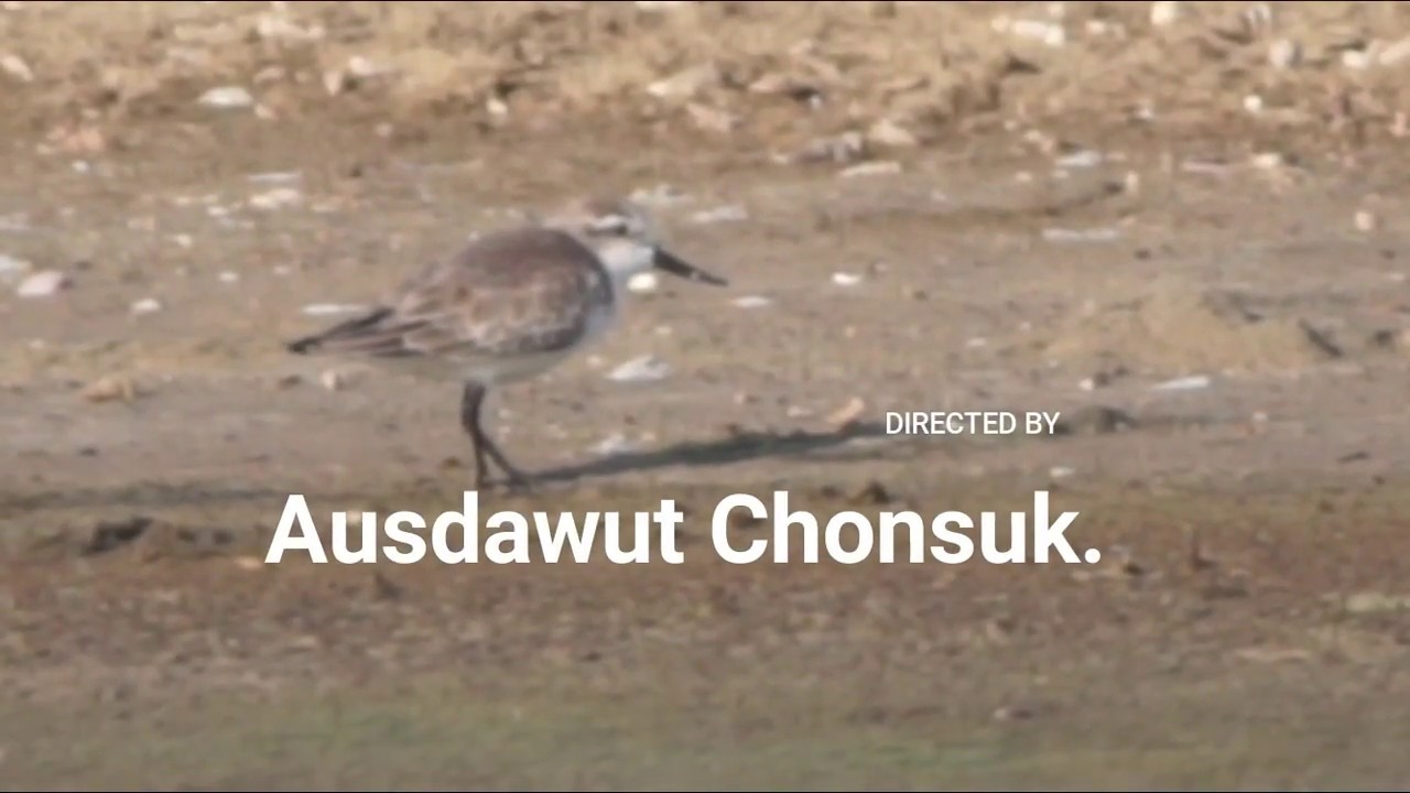 นกชายเลนปากช้อน Spoon-billed Sandpiper 