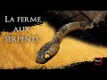 Une ferme pleine de serpents   amde 12