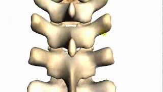 Spine Tutorial 2 - Features Of A Vertebra - Anatomy Tutorial